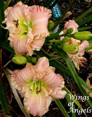 Wings of Angels (Grace-Smith, 2005)